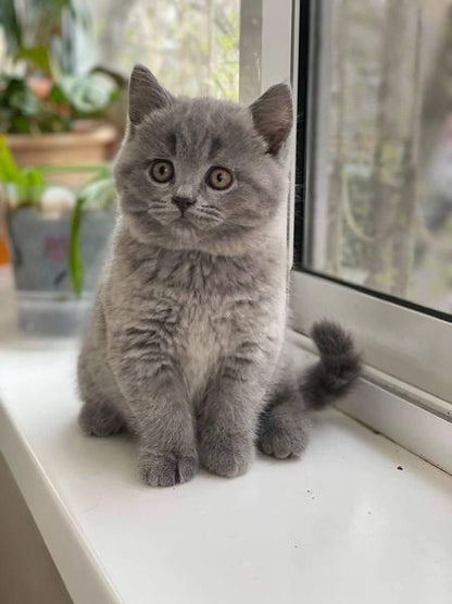 British Shorthair