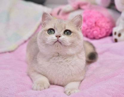 British Shorthair