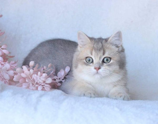 British Shorthair