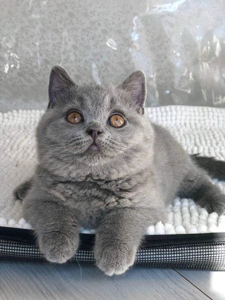 British Shorthair