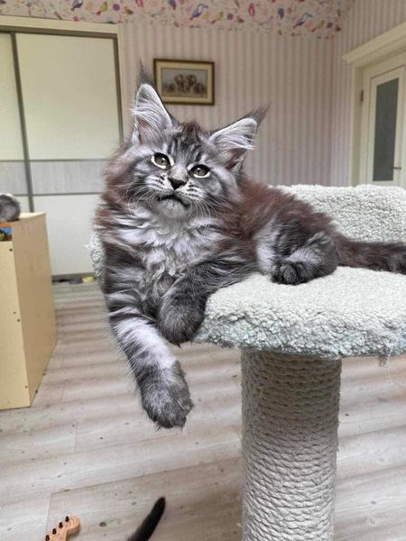 Maine Coon