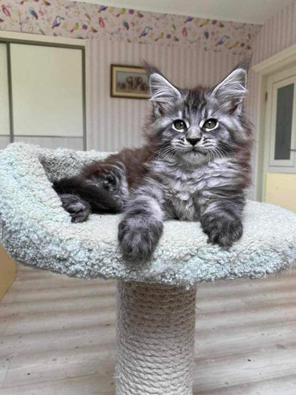 Maine Coon