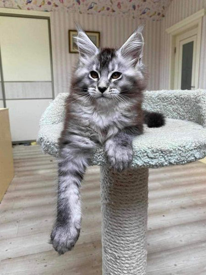 Maine Coon