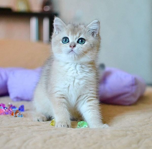 British Shorthair