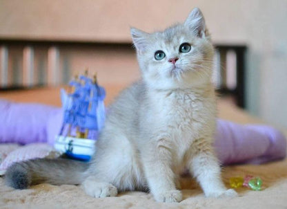 British Shorthair