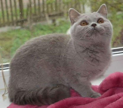 British Shorthair