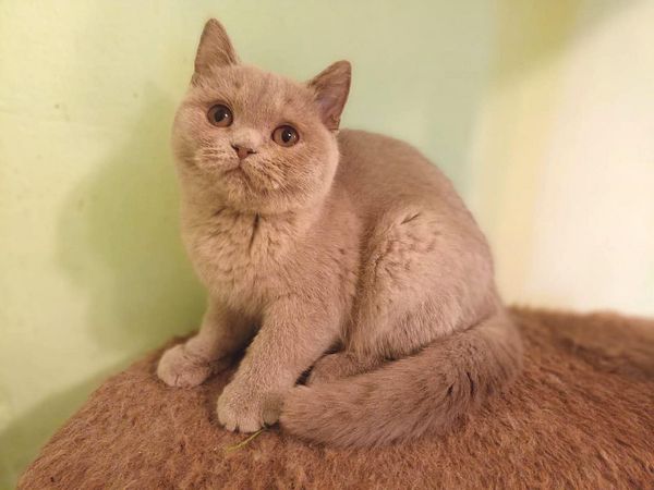 British Shorthair