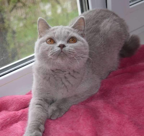 British Shorthair