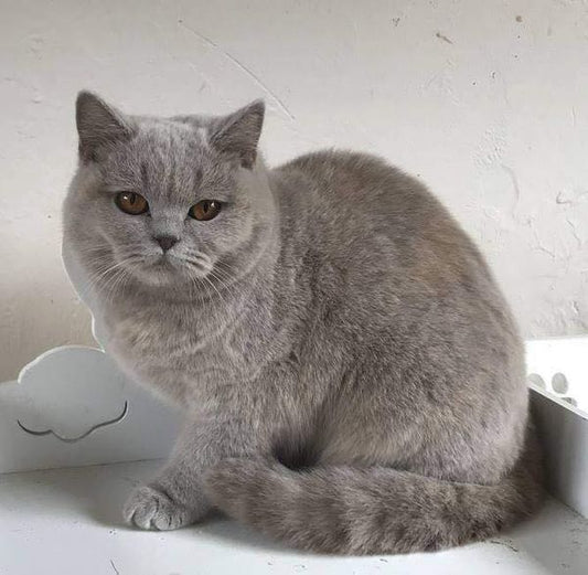 British Shorthair