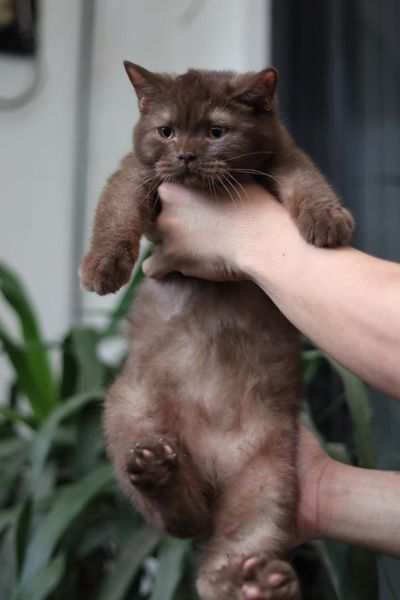 British Shorthair