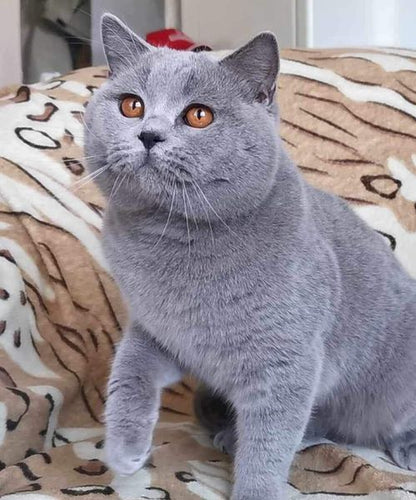 British Shorthair