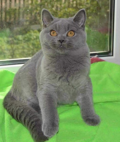 British Shorthair