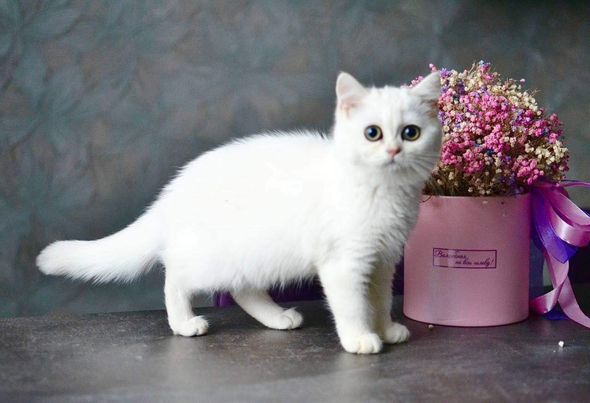 British Shorthair