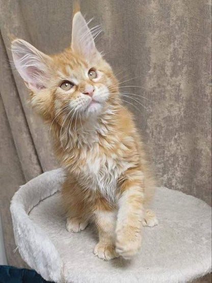 Maine Coon