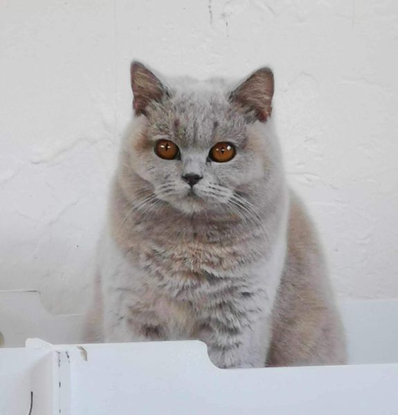 British Shorthair