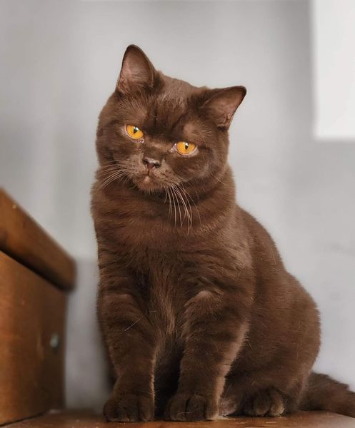 British Shorthair