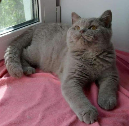 British Shorthair