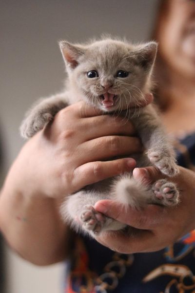 British Shorthair