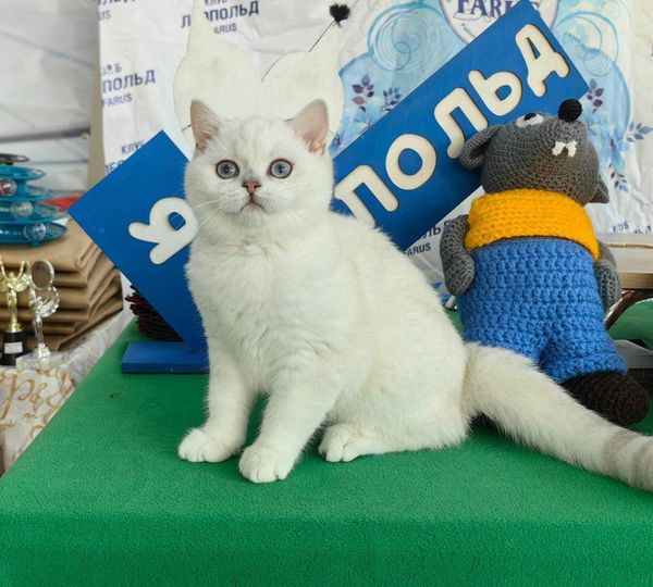 British Shorthair