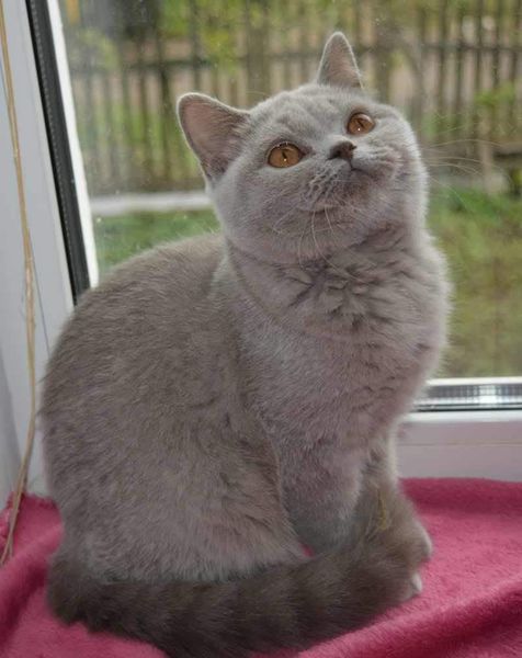 British Shorthair