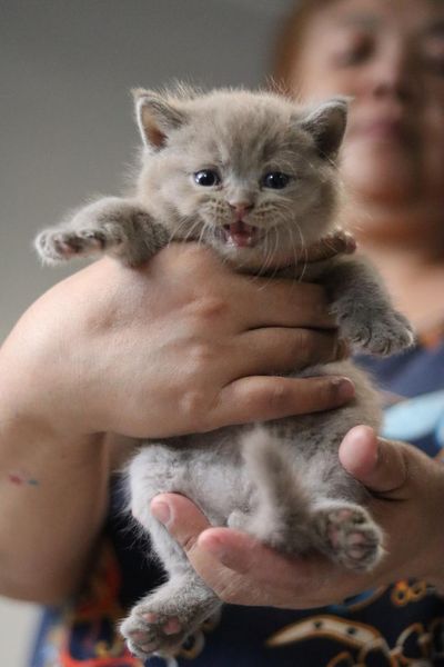 British Shorthair