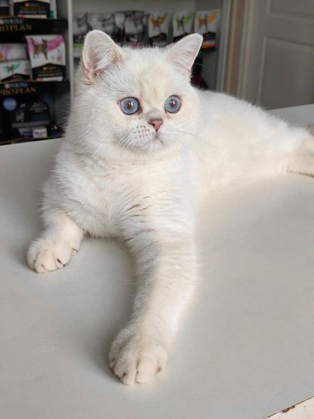 British Shorthair