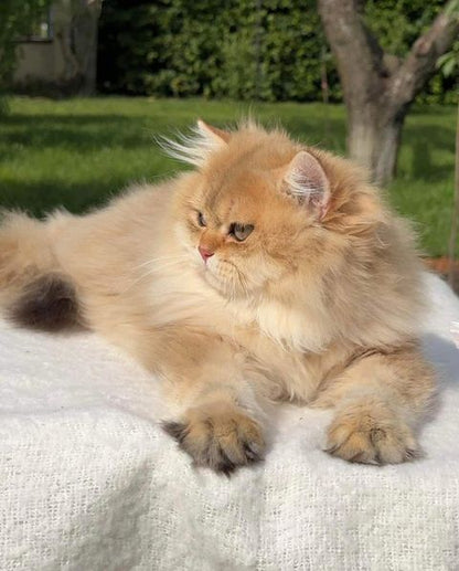 British Longhair