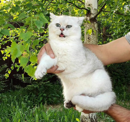 British Shorthair