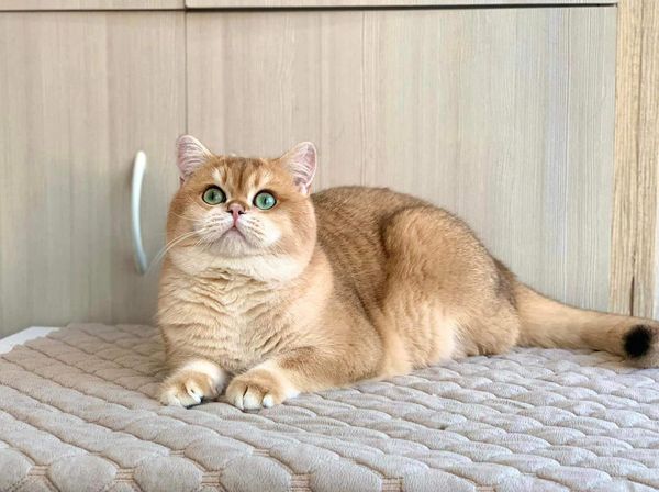 British Shorthair