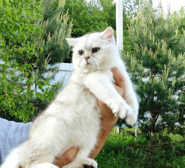 British Shorthair