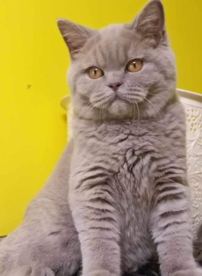 British Shorthair