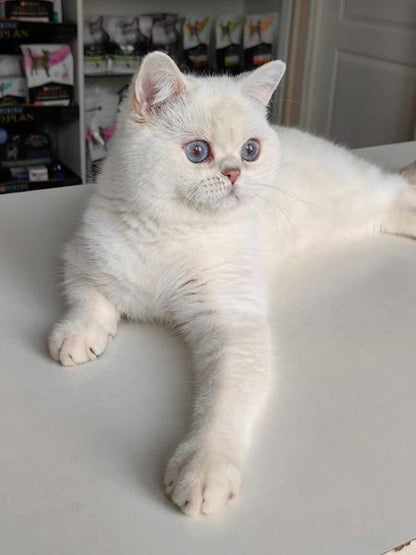 British Shorthair