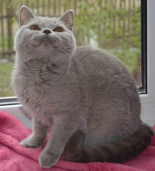 British Shorthair