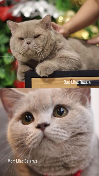 British Shorthair