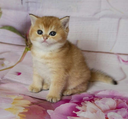 British Shorthair