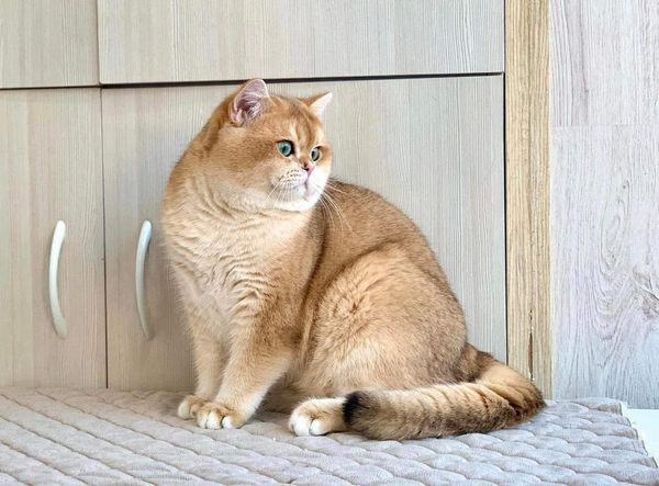 British Shorthair