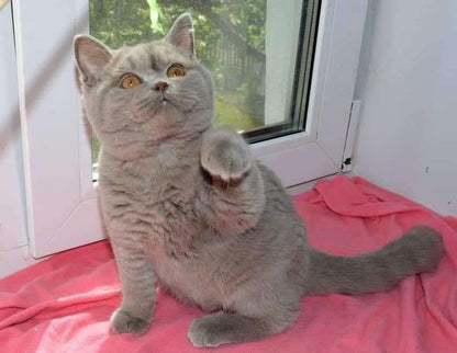 British Shorthair