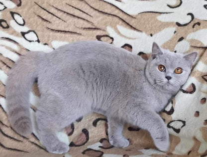 British Shorthair