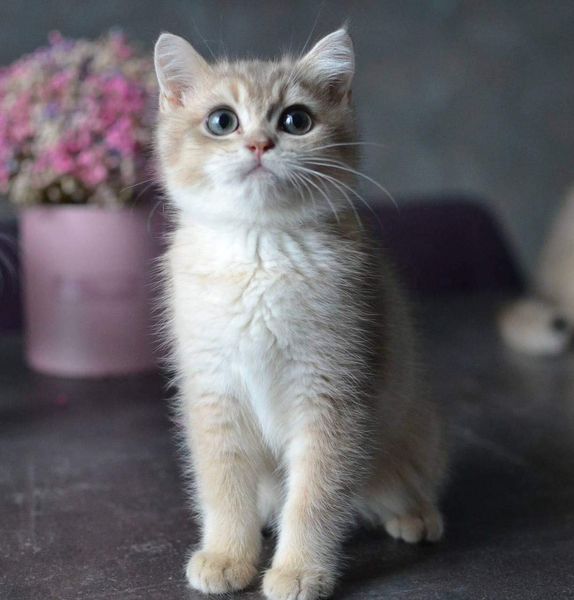 British Shorthair