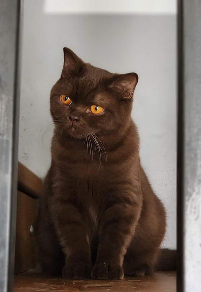 British Shorthair