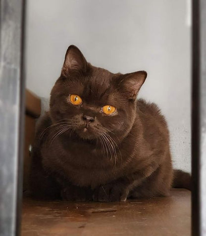 British Shorthair