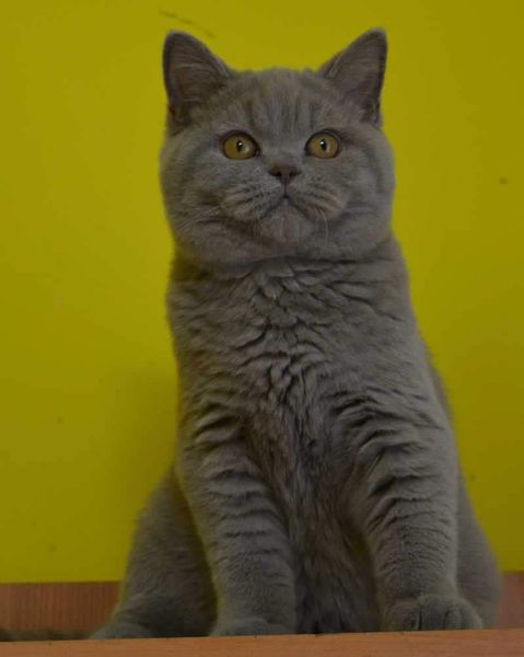 British Shorthair