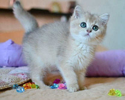 British Shorthair