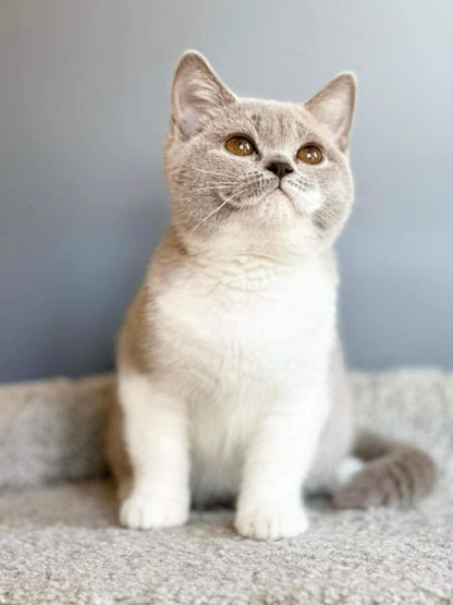 British Shorthair