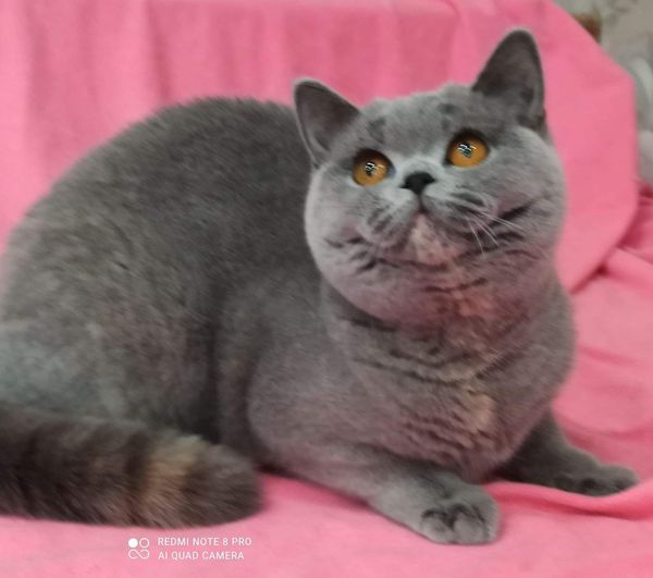 British Shorthair