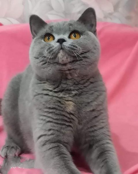 British Shorthair