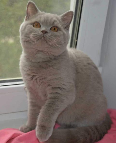 British Shorthair