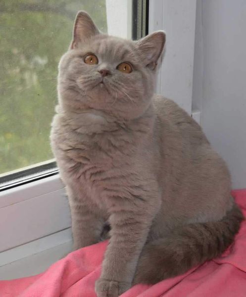 British Shorthair