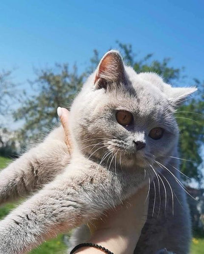 British Shorthair