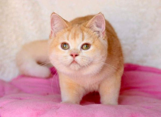 British Shorthair